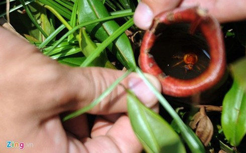 Les plantes carnivores, un loisir qui séduit de plus en plus de saigonais - ảnh 7